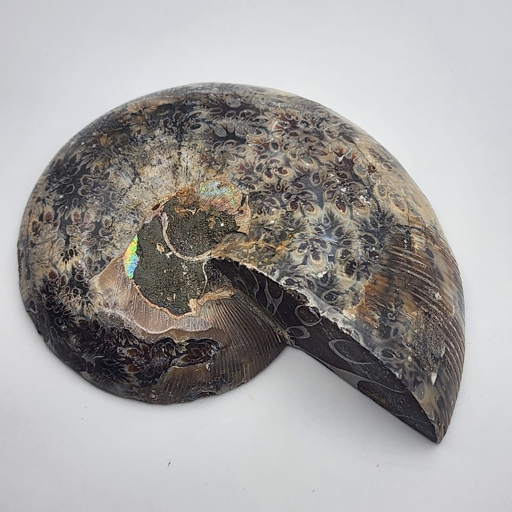 Polished Half Leaf Patterned Ammonite Fossil